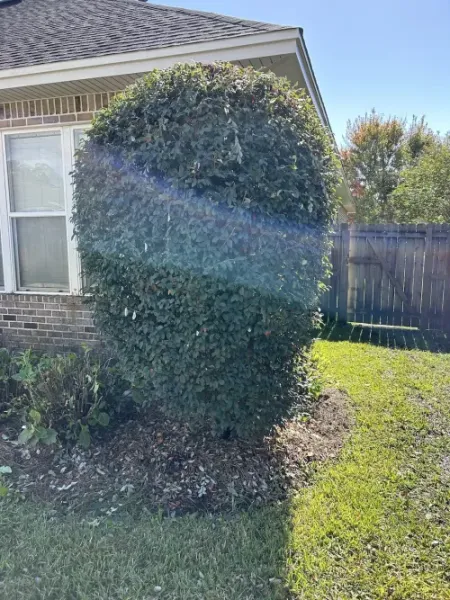 Top Quality Hedge Trimming in Niceville, FL Thumbnail