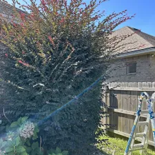 Hedge trimming