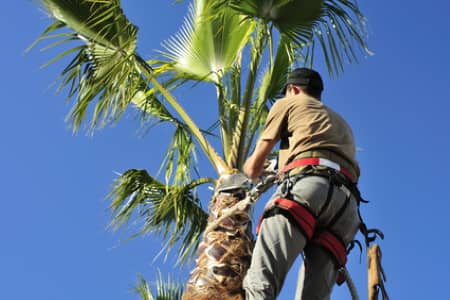 Palm Tree Trimming