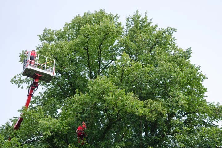 sea-grass-services-tree-trimming